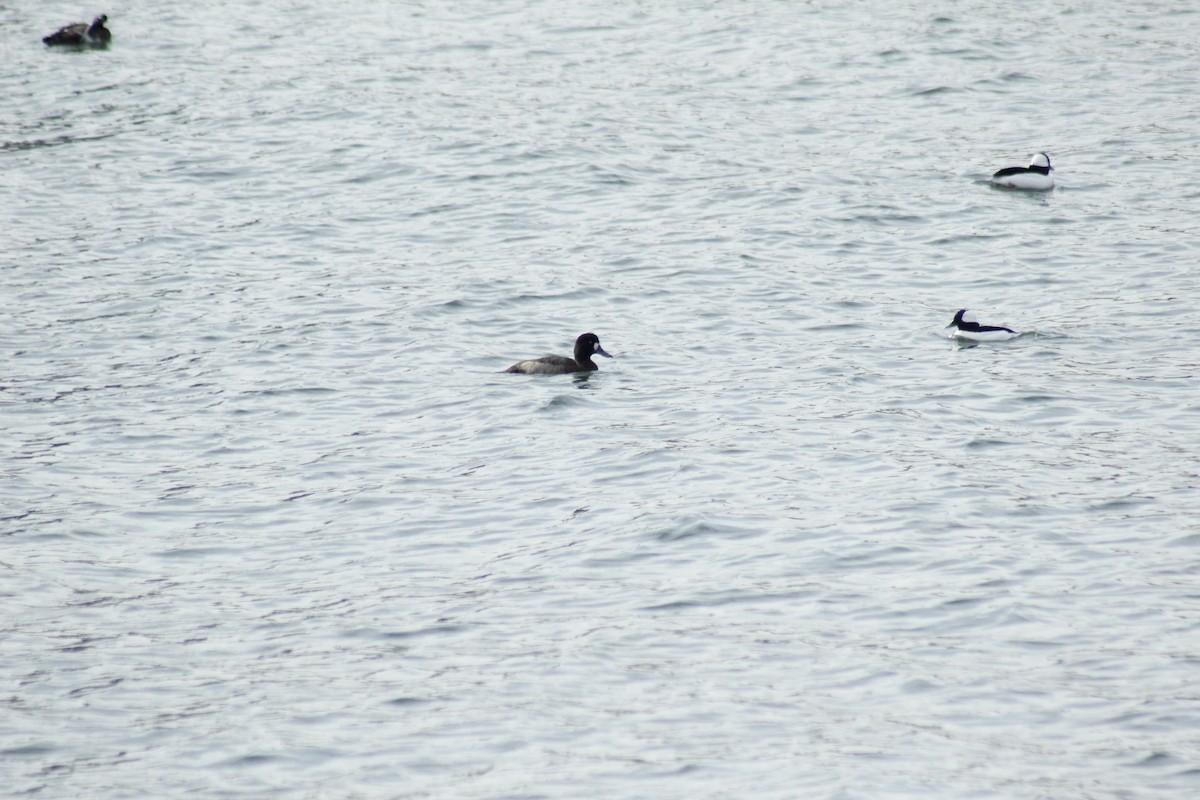 Lesser Scaup - ML645577885