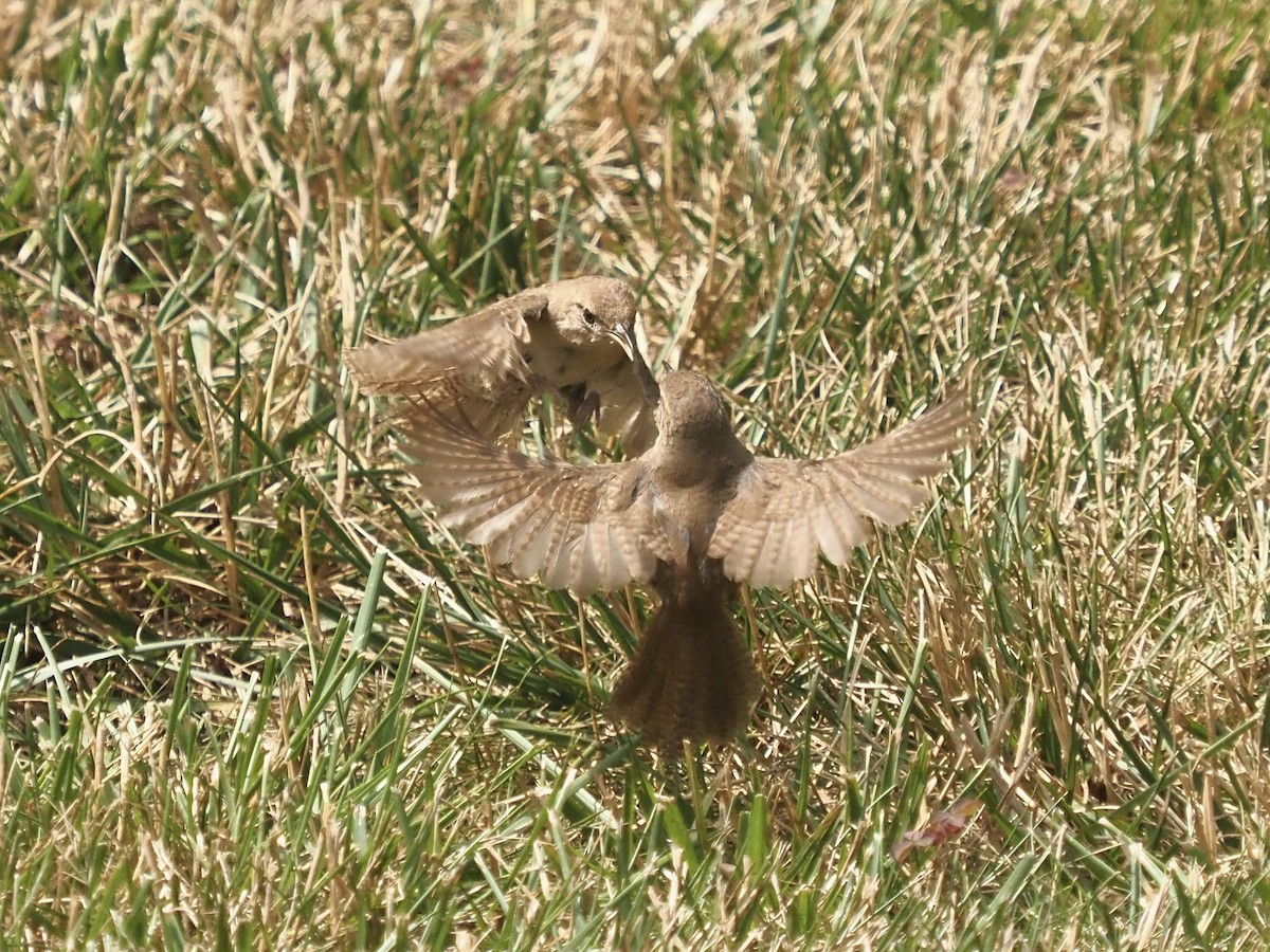 Northern House Wren (Northern) - ML645577886