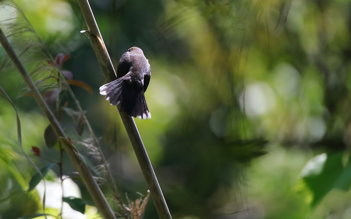 Black-and-rufous Warbling Finch - ML645577889