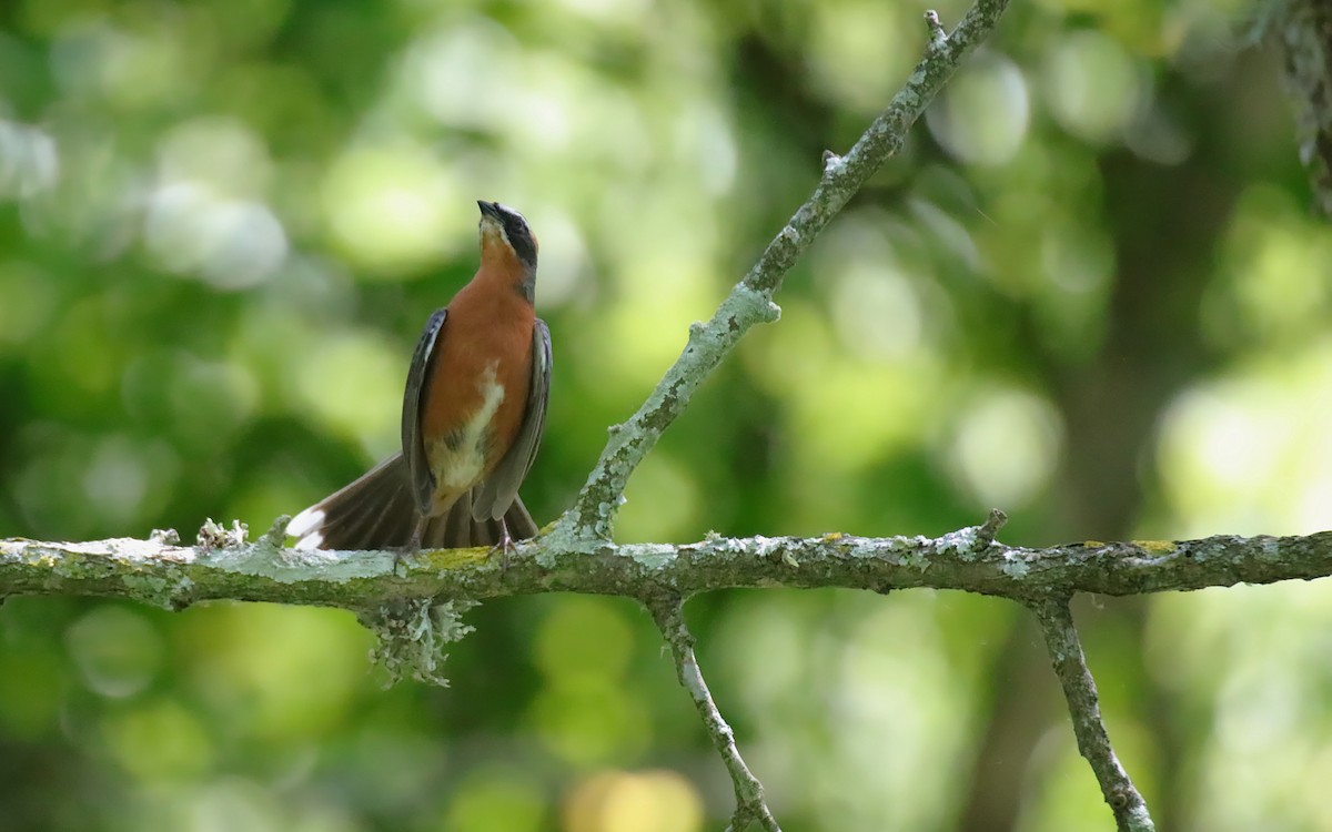 Black-and-rufous Warbling Finch - ML645577890