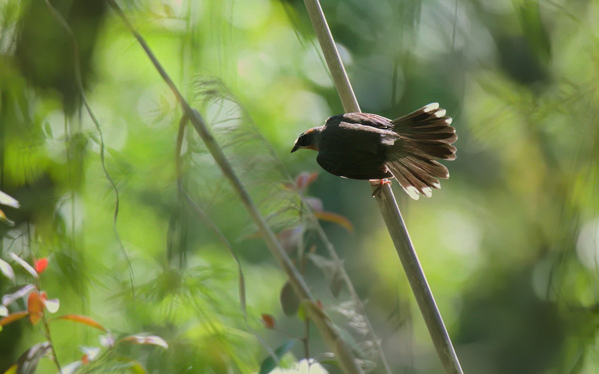 Black-and-rufous Warbling Finch - ML645577891