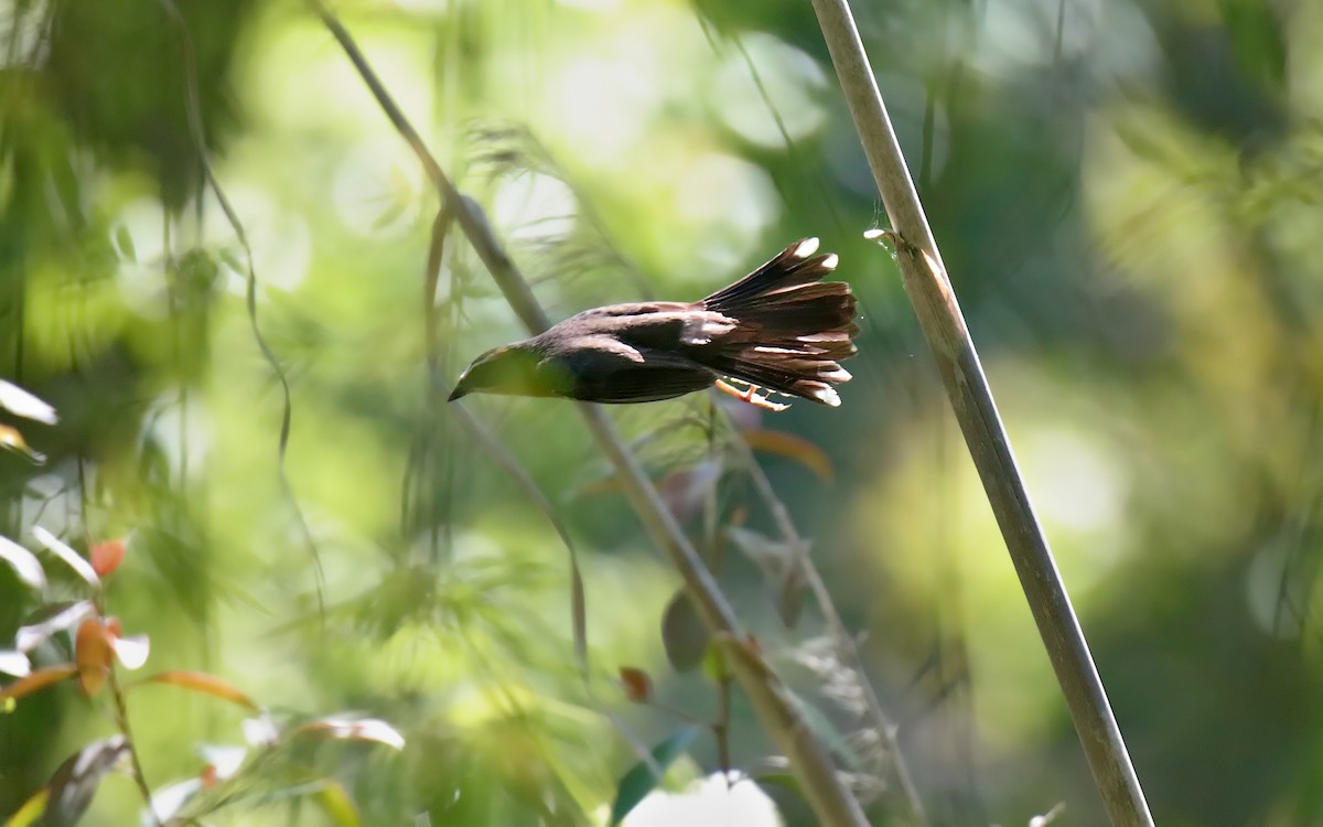 Black-and-rufous Warbling Finch - ML645577892