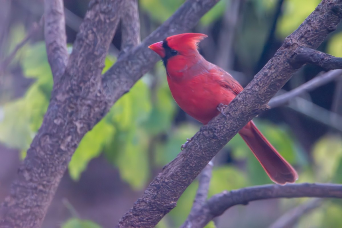 Красный кардинал - ML645577893