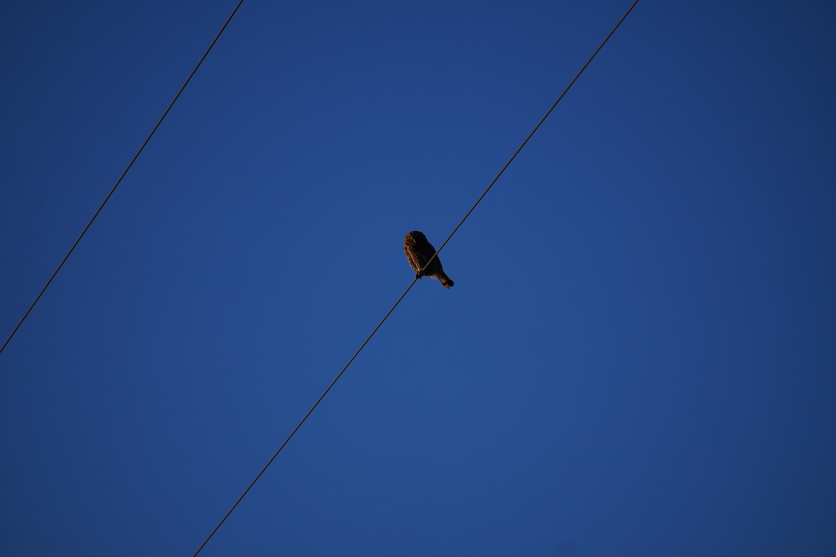 Austral Pygmy-Owl - ML645577894
