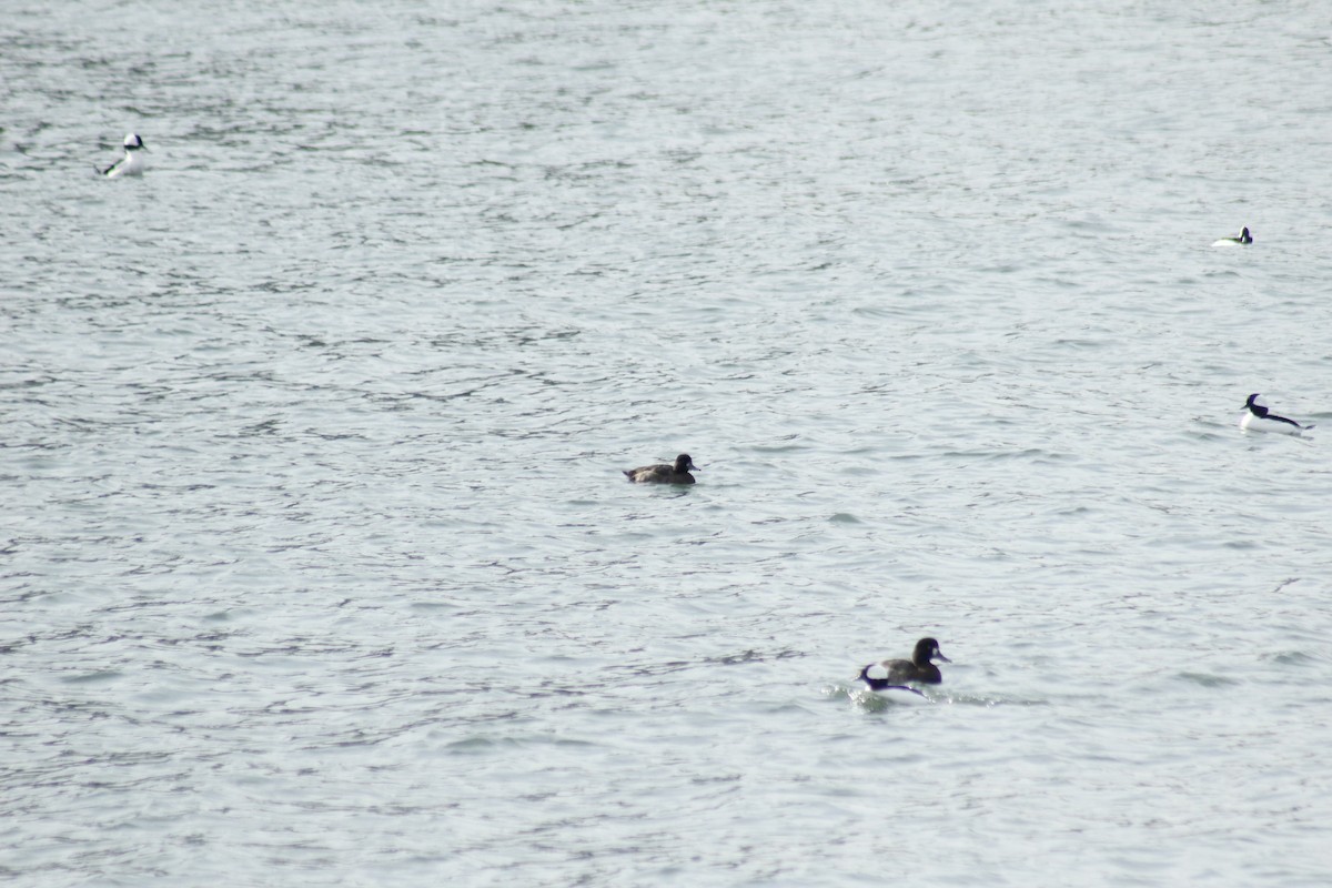 Lesser Scaup - ML645577897