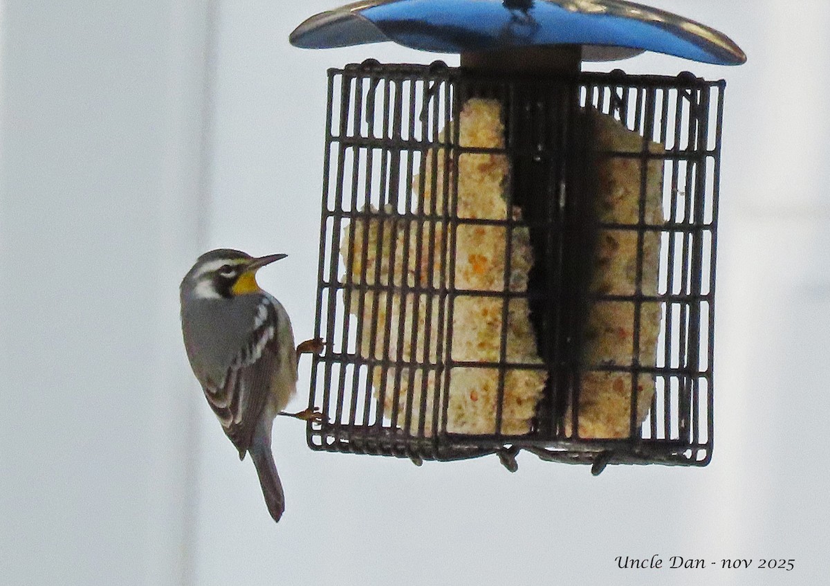 Yellow-throated Warbler - ML645577898