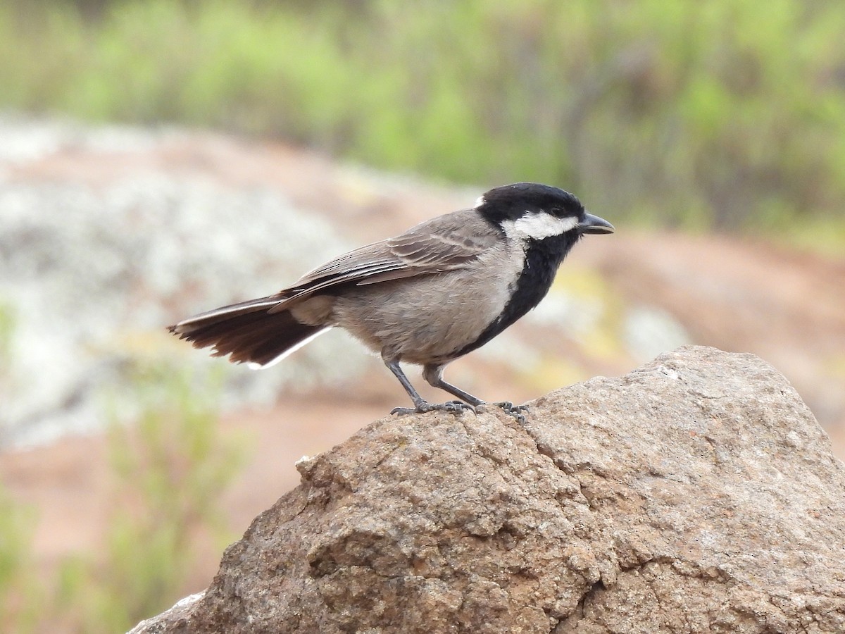 Gray Tit - ML645577900