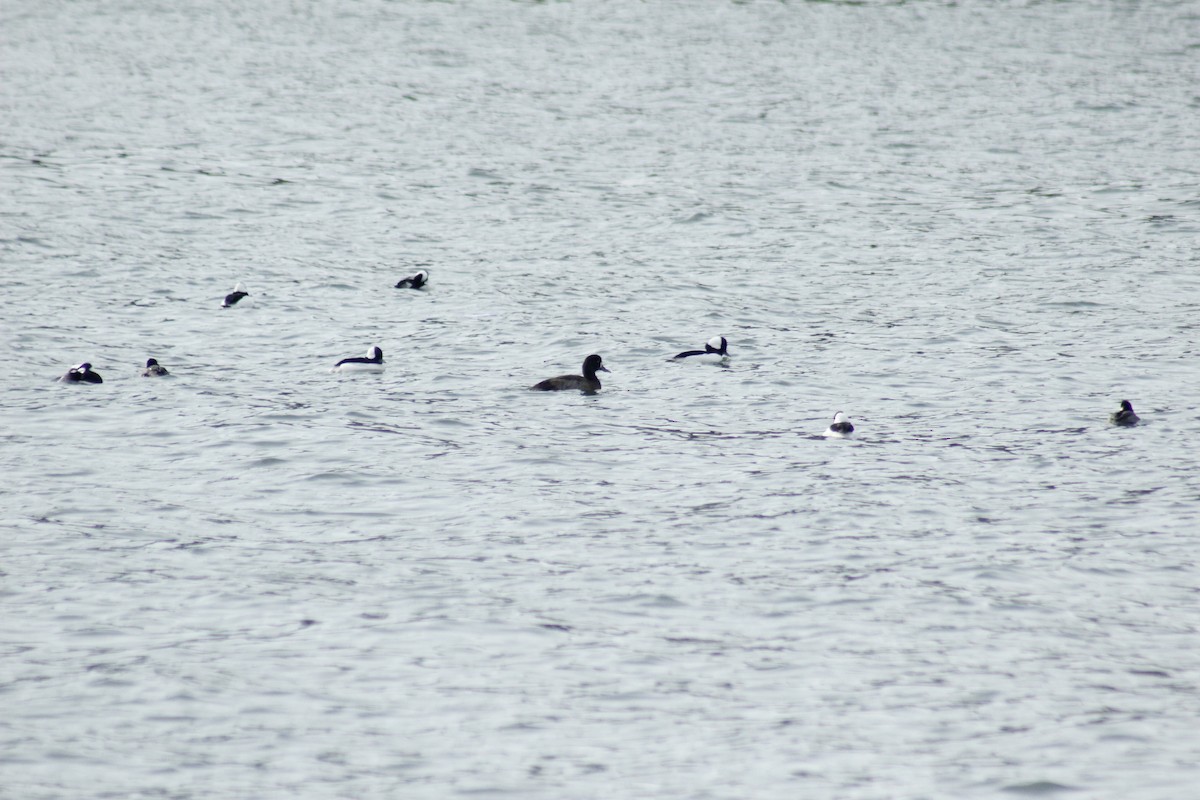 Lesser Scaup - ML645577902
