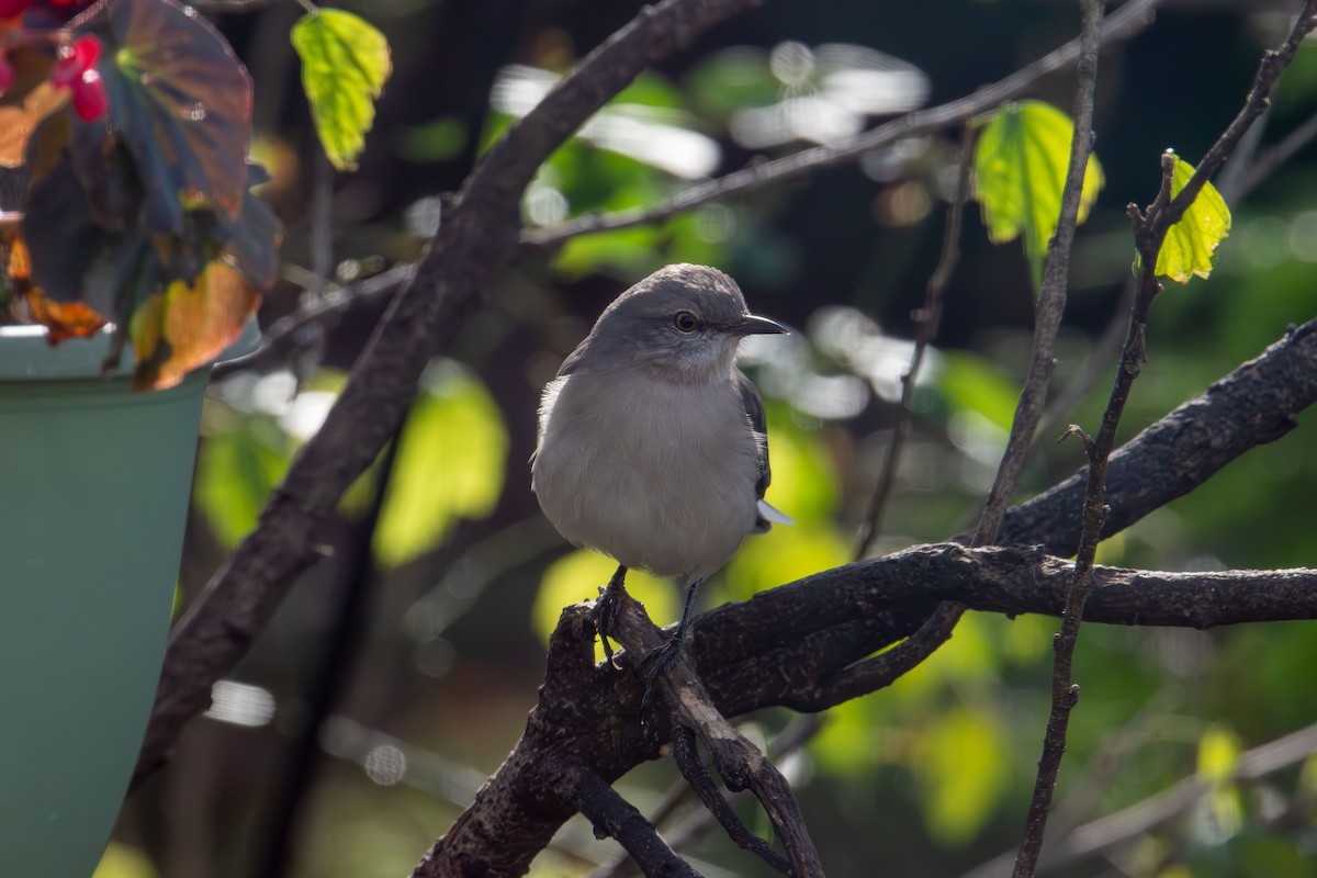 Northern Mockingbird - ML645577907