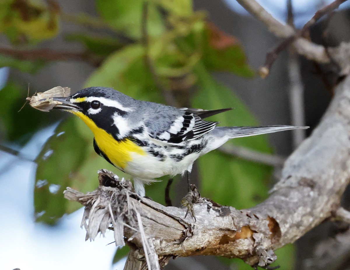 Yellow-throated Warbler - ML645577908
