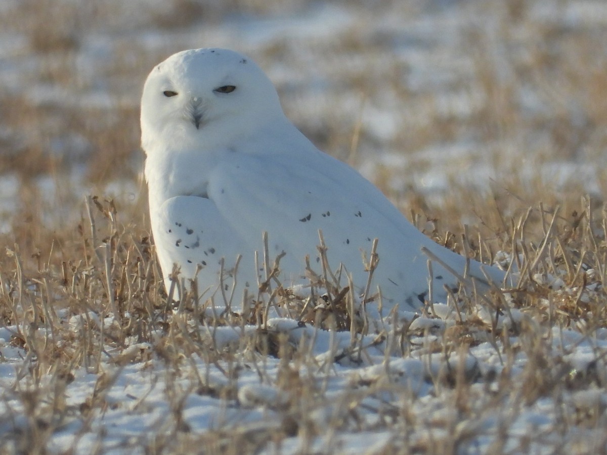 Snowy Owl - ML645577909