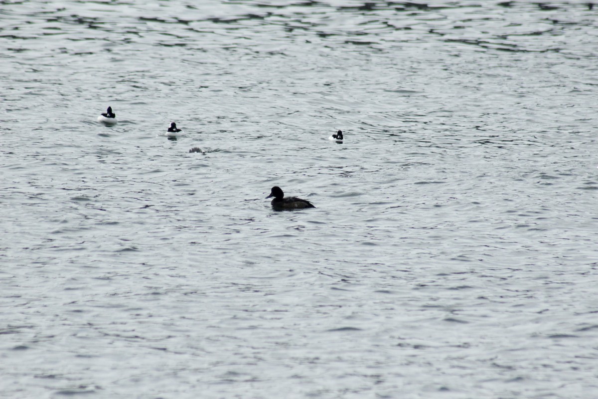 Lesser Scaup - ML645577918
