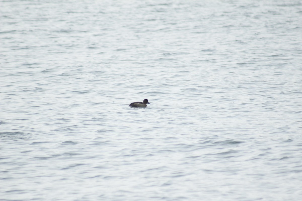 Lesser Scaup - ML645577924