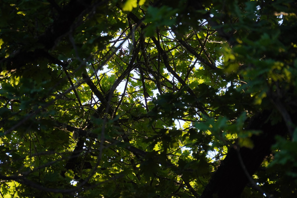 Wren-like Rushbird - ML645577928