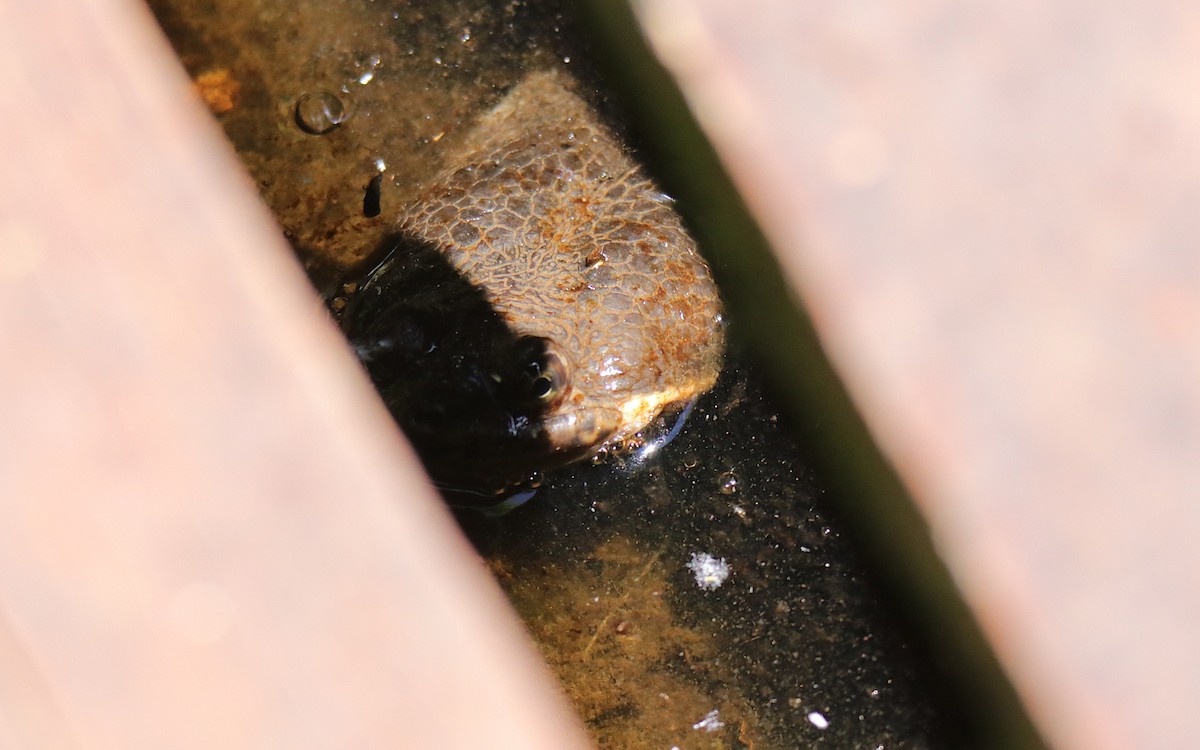 South-American Snake-headed Turtle - ML645577933