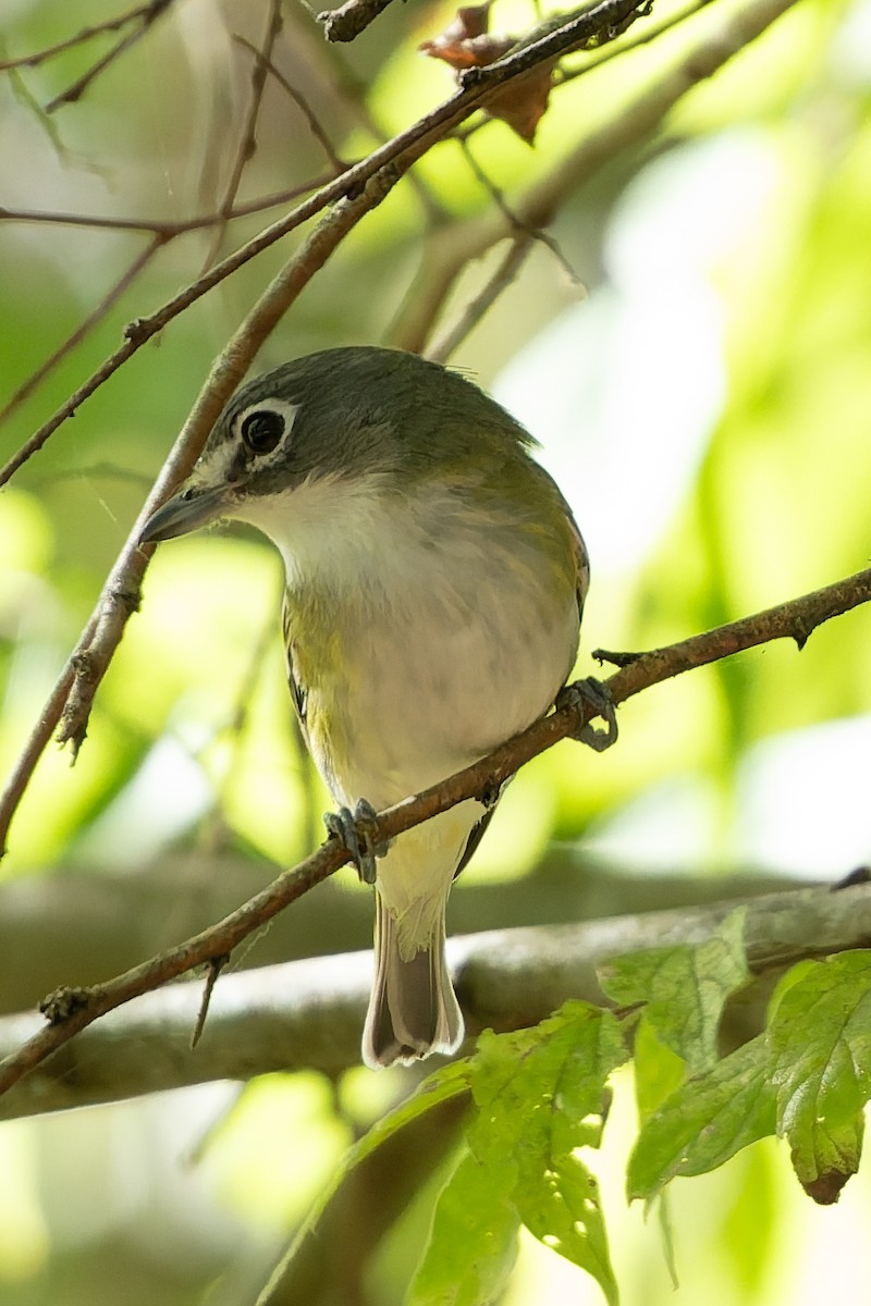 Blue-headed Vireo - ML645577938