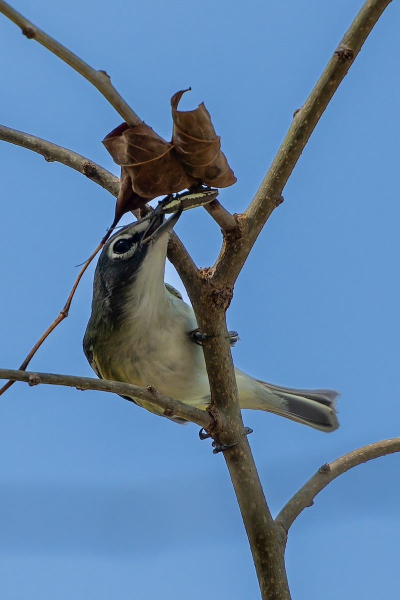 Blue-headed Vireo - ML645577939