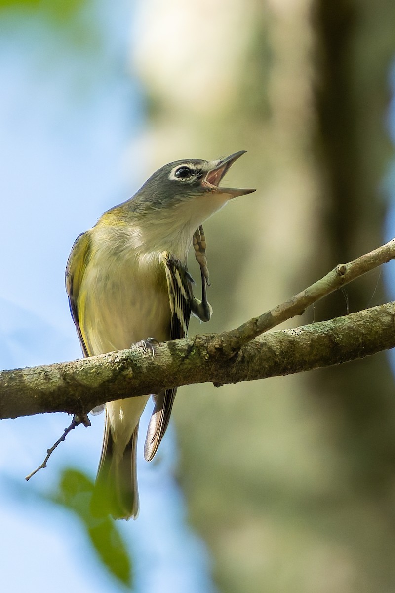 Blue-headed Vireo - ML645577940