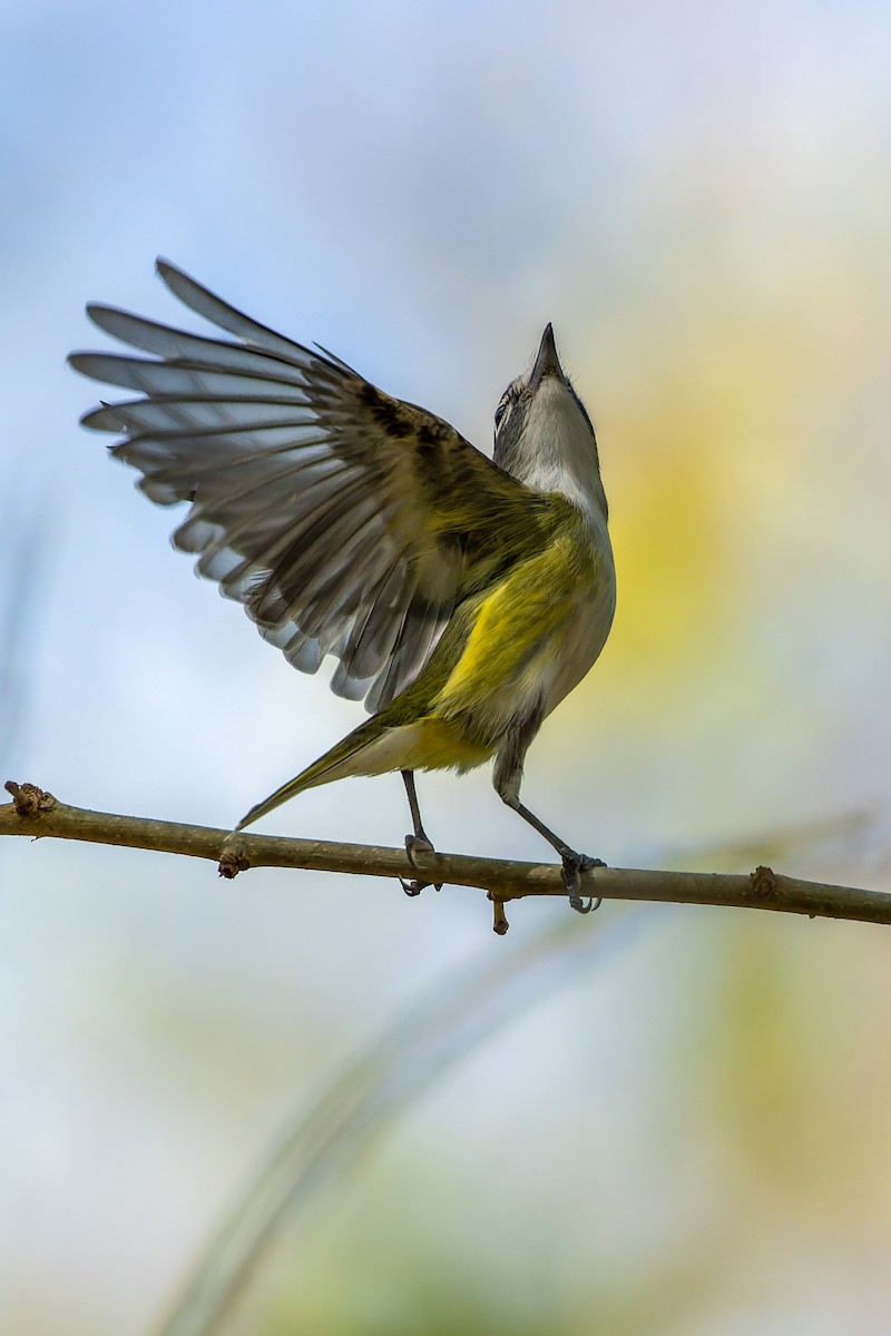 Blue-headed Vireo - ML645577941