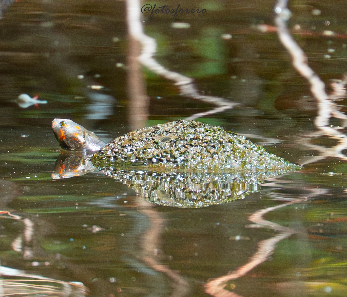 Animals - ML645577947