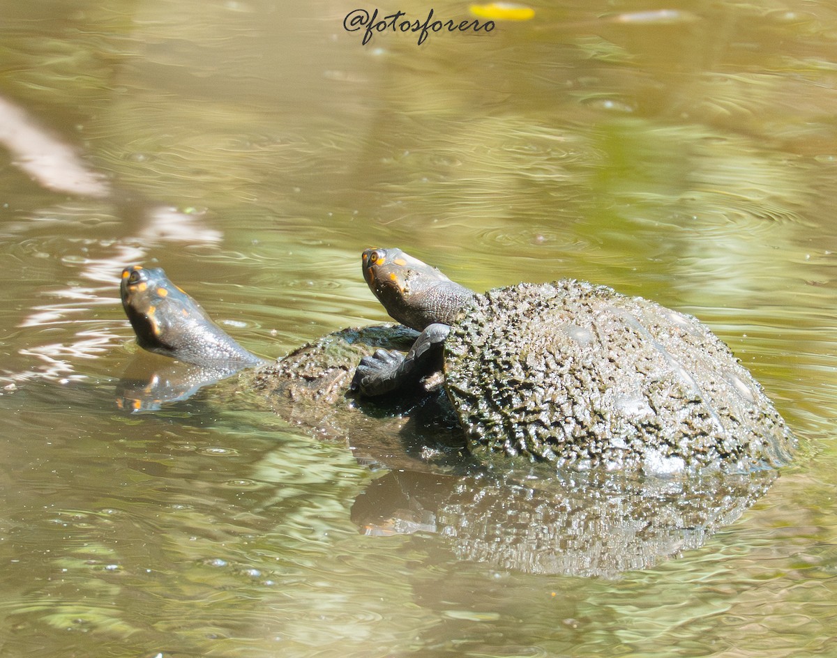 Animals - ML645577948