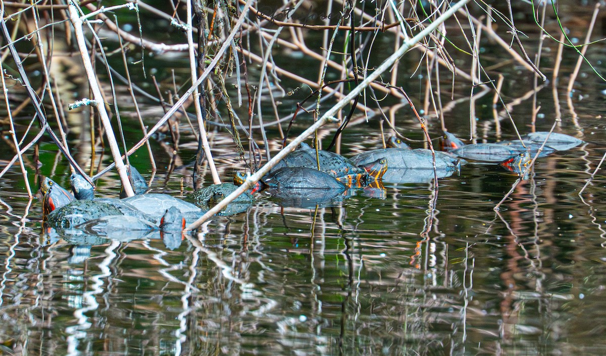 Animals - ML645577949