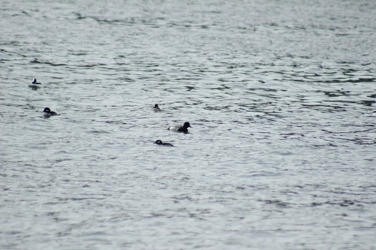 Lesser Scaup - ML645577950