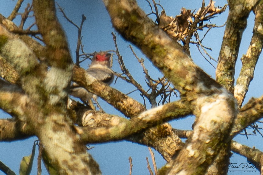 Masked Tityra - ML645577951