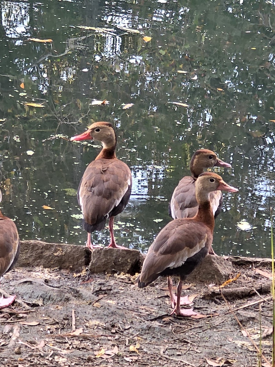 Black-bellied Whistling-Duck - ML645577952