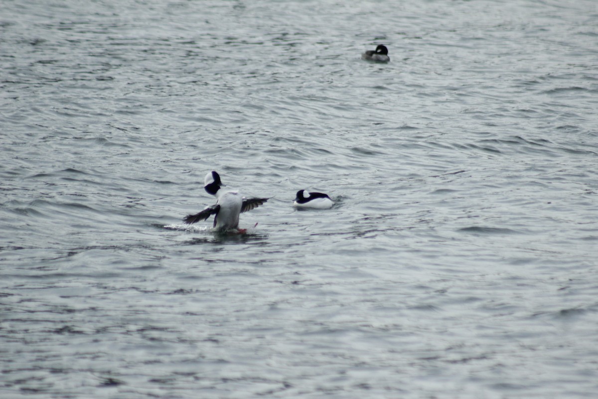 Bufflehead - ML645577953