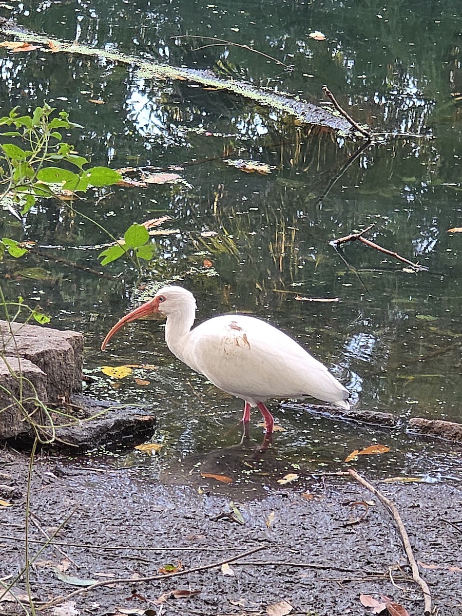 White Ibis - ML645577956
