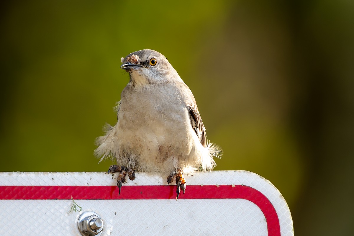 Northern Mockingbird - ML645577957