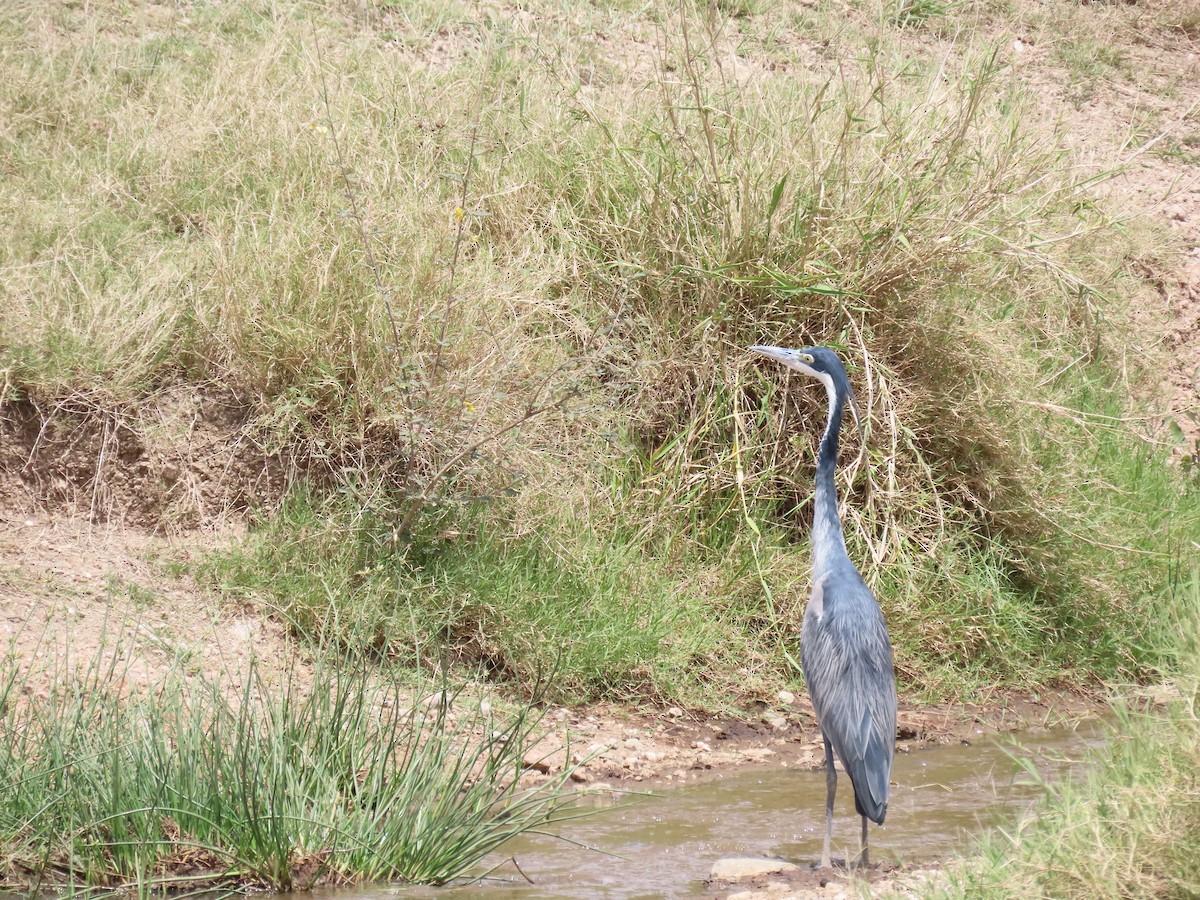 Héron mélanocéphale - ML645577958