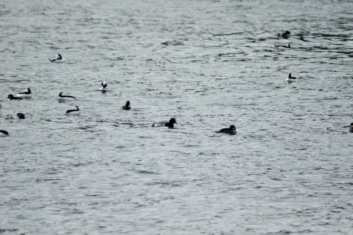 Lesser Scaup - ML645577959