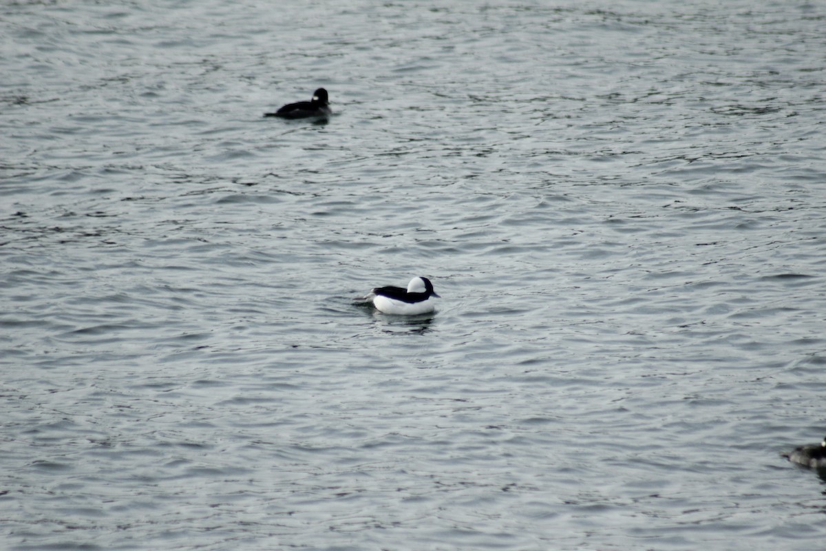 Bufflehead - ML645577960