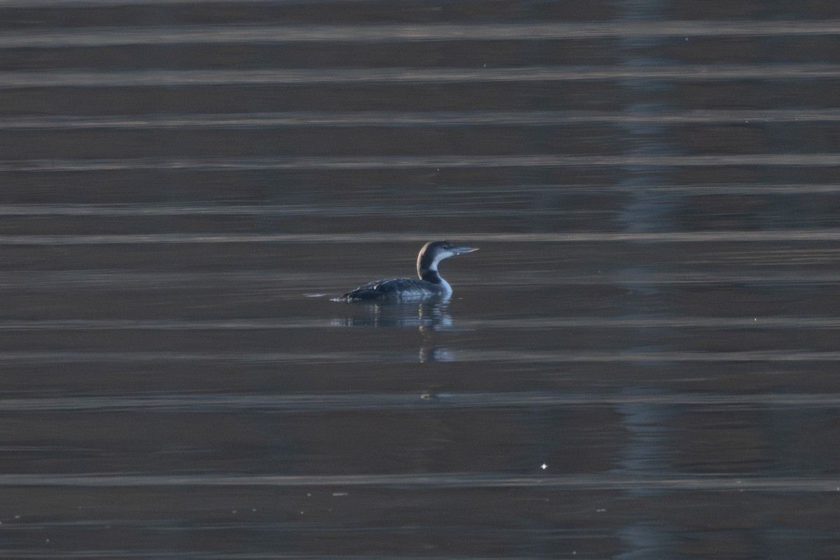 Buz Dalgıcı - ML645577961