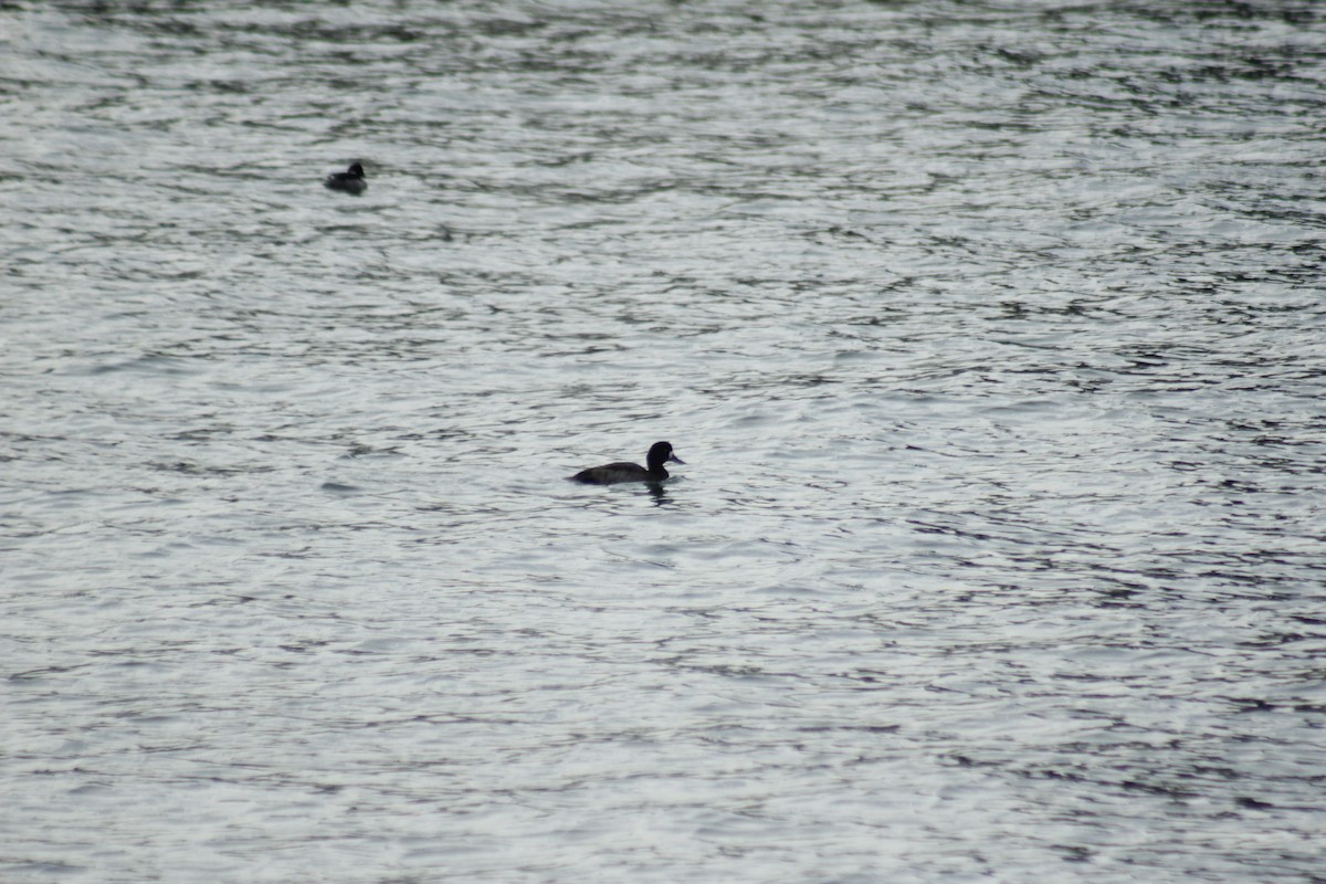 Lesser Scaup - ML645577964