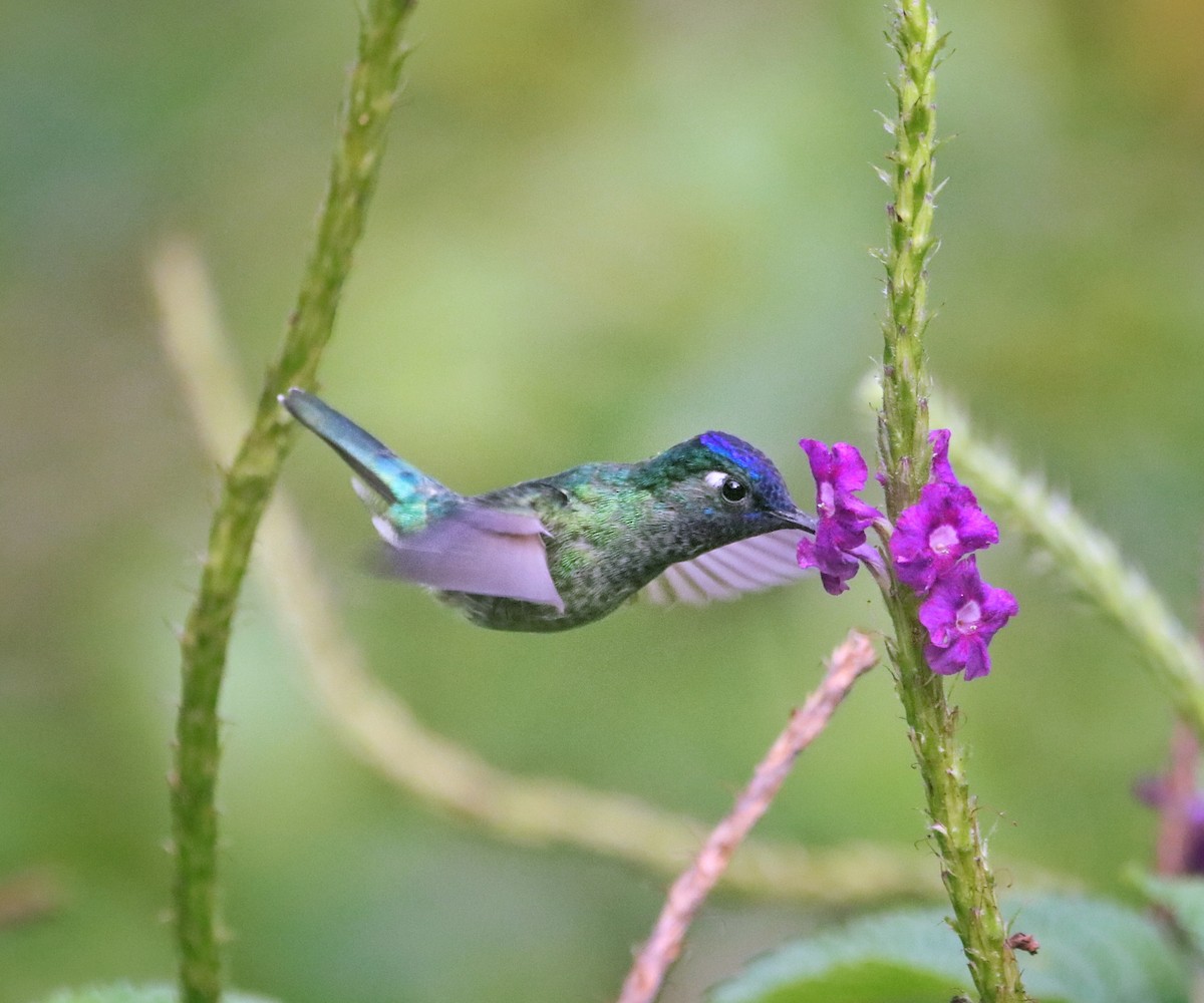 Violet-headed Hummingbird - ML645577966