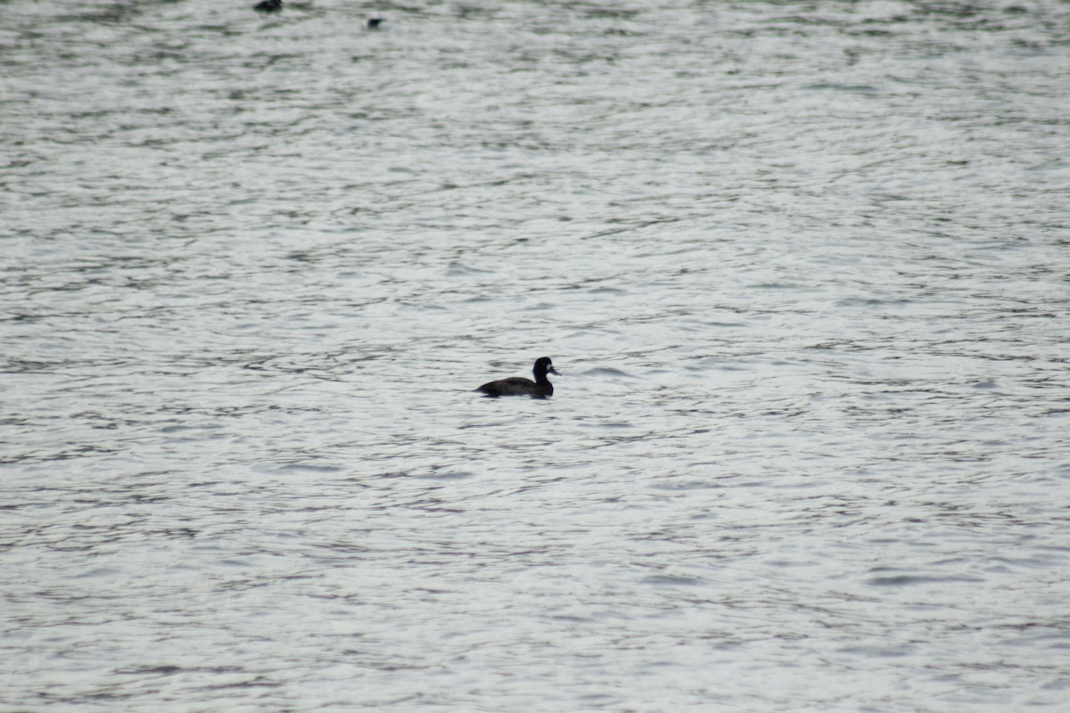 Lesser Scaup - ML645577968