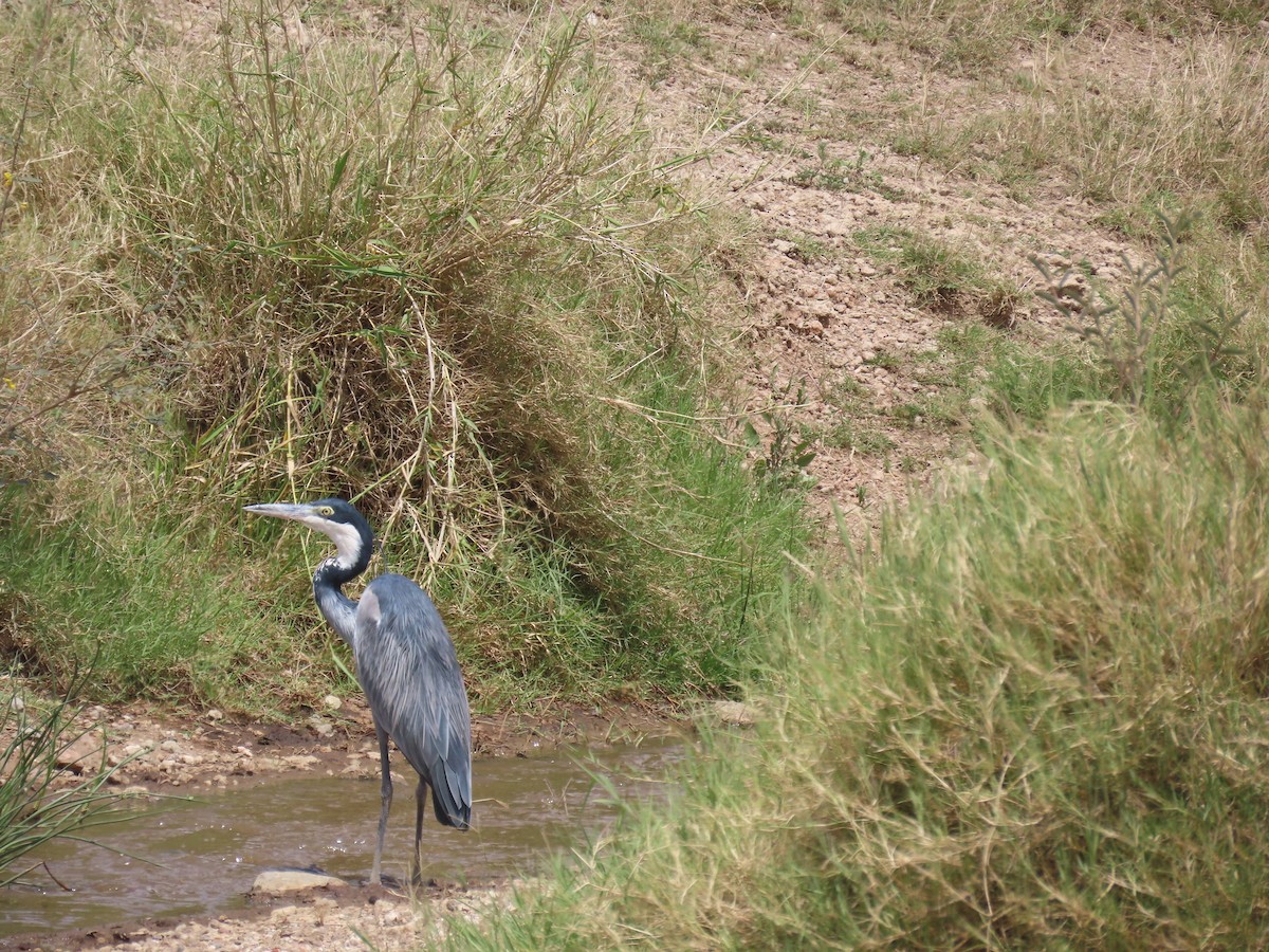 Héron mélanocéphale - ML645577972