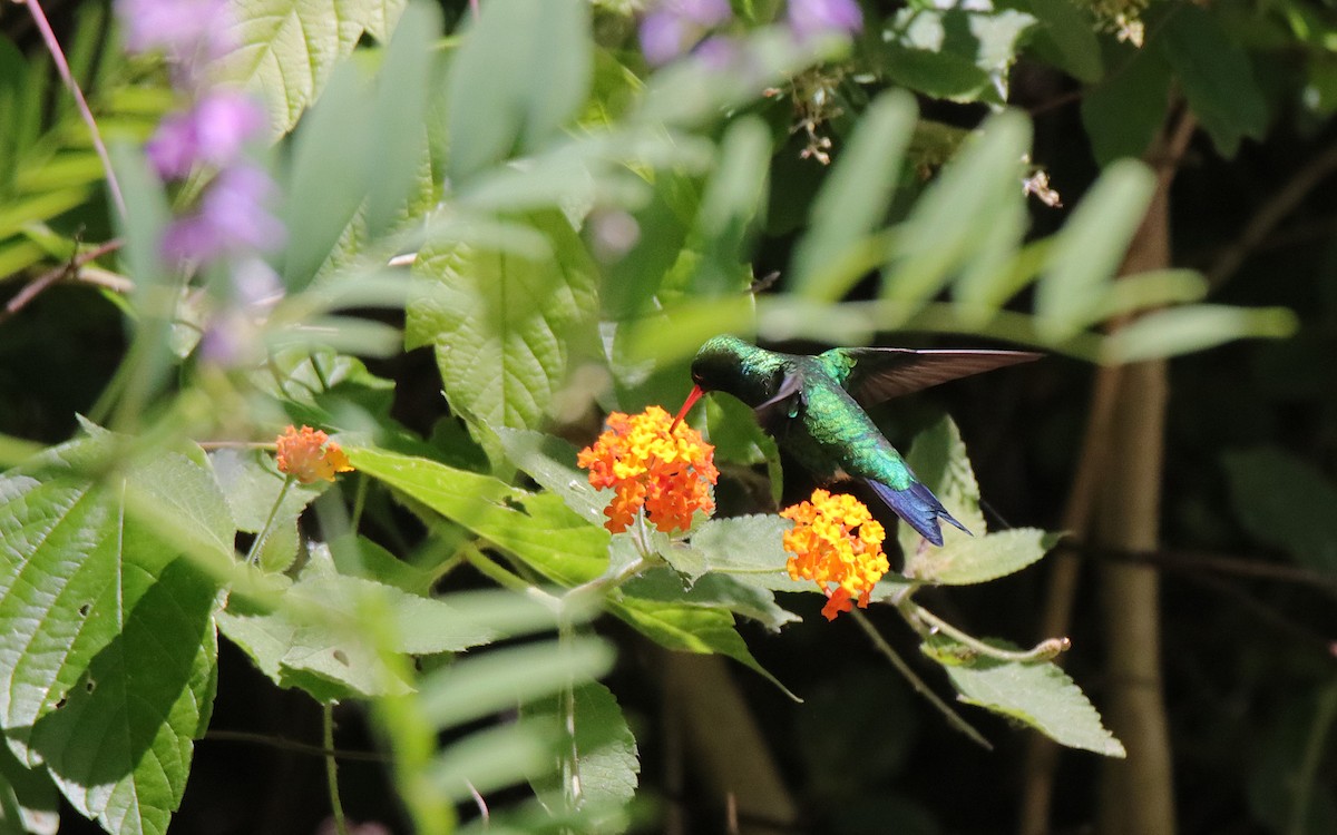 Glittering-bellied Emerald - ML645577978