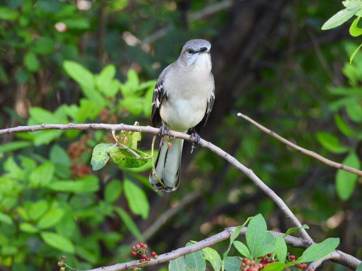 חקיינית צפונית - ML645577984