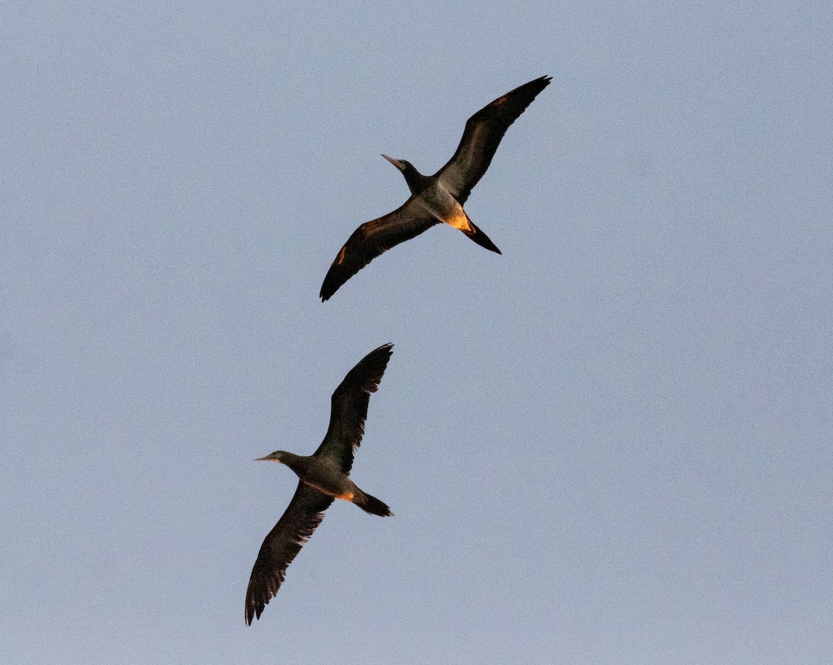 Brown Booby - ML645577988