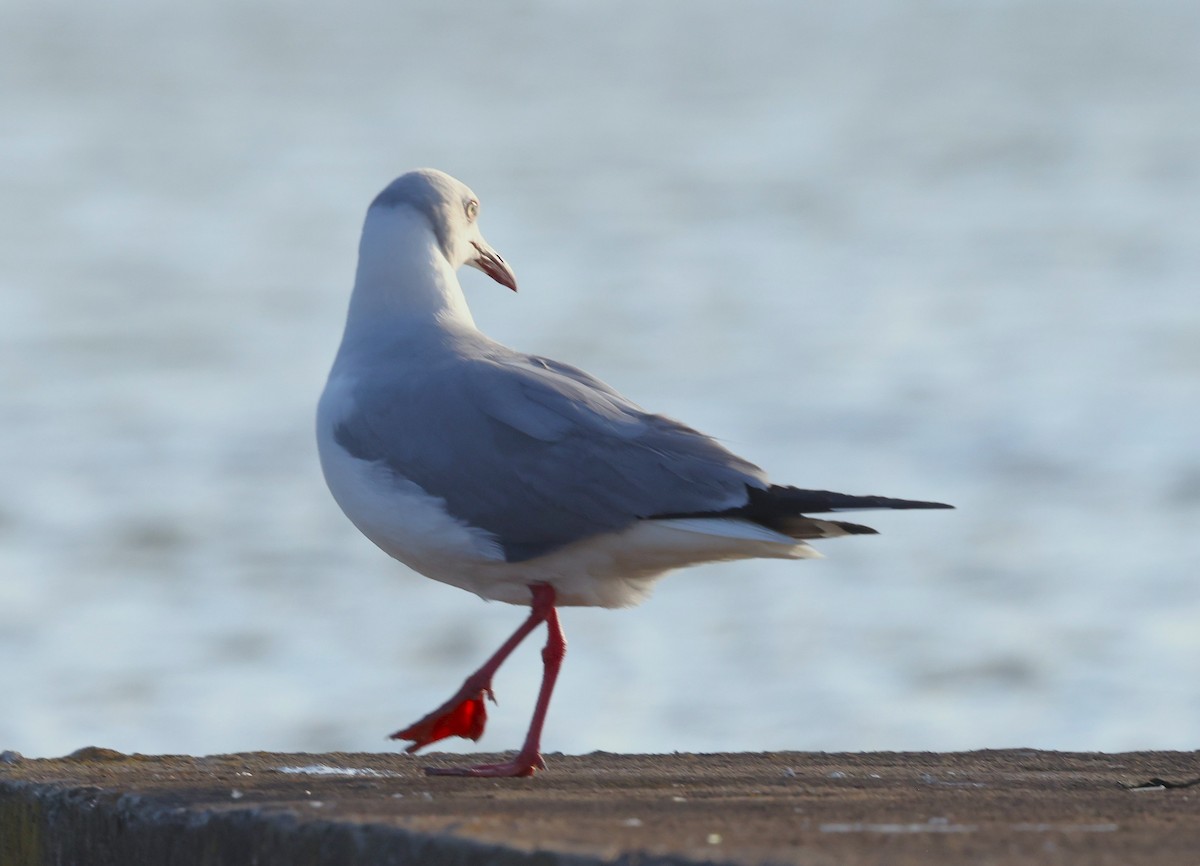 Gray-hooded Gull - ML645577989