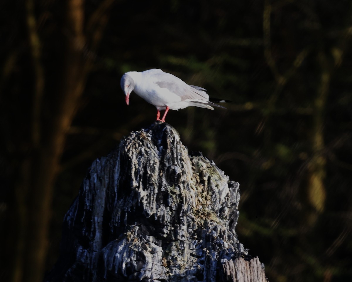 Gray-hooded Gull - ML645577990
