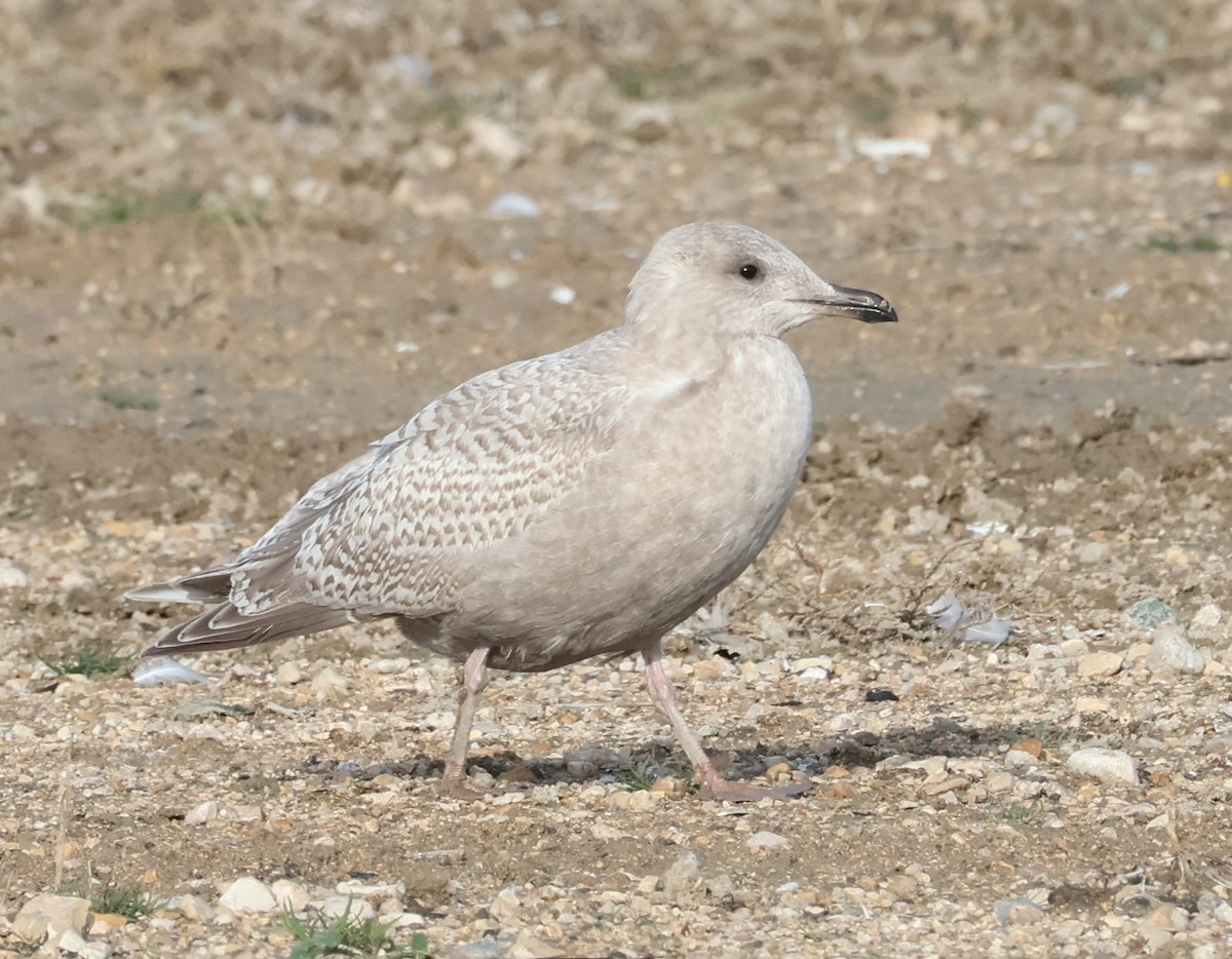 Iceland Gull (kumlieni) - ML645578001