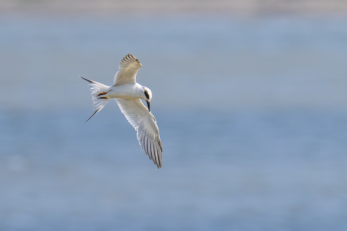 Forster's Tern - ML645578003