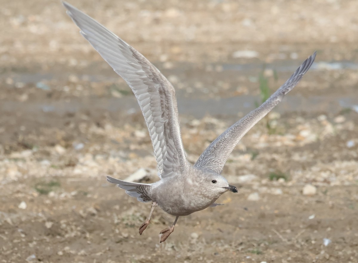 Iceland Gull (kumlieni) - ML645578009