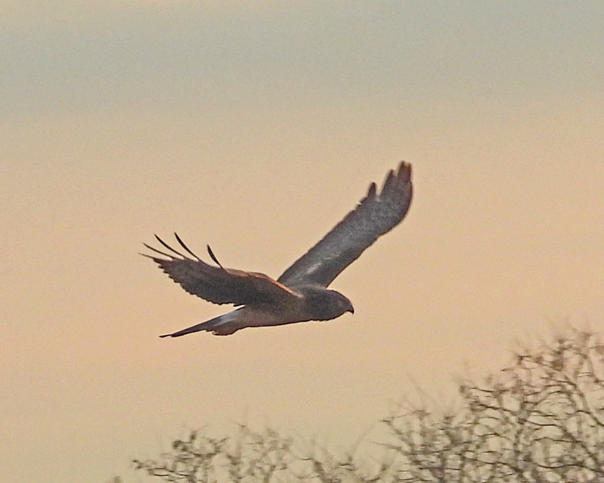 Mirotz zuri iparramerikarra - ML645578011