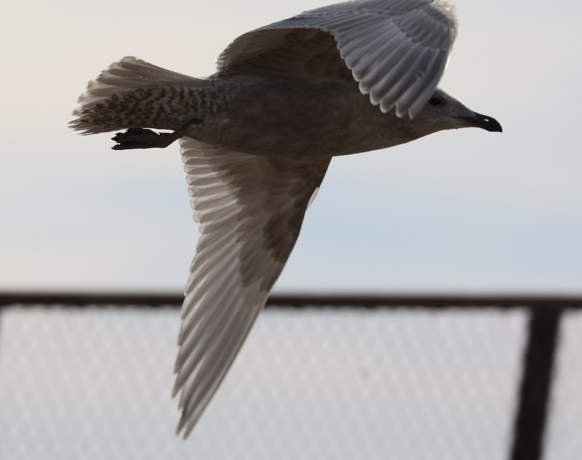Iceland Gull (kumlieni) - ML645578012